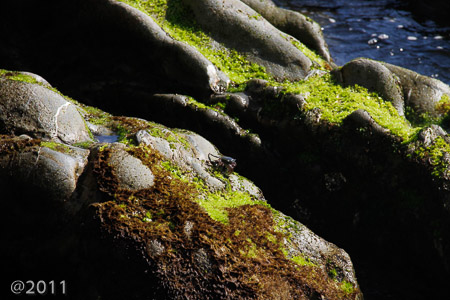 tidal pools