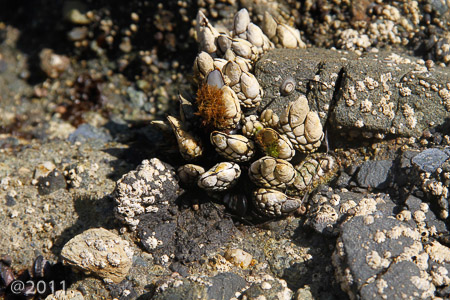Tidal pools Pacific Ocean
