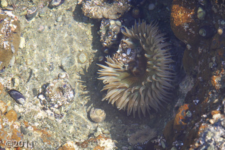 Tidal pools Pacific Ocean
