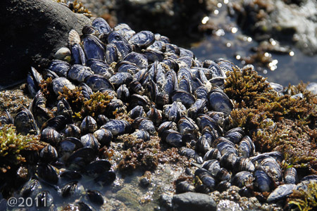 Tidal pools Pacific Ocean