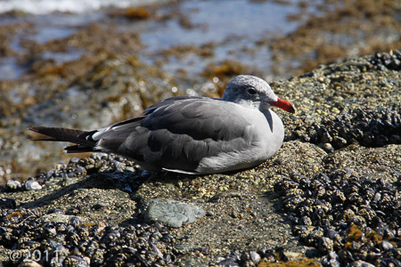 Tidal pools Pacific Ocean