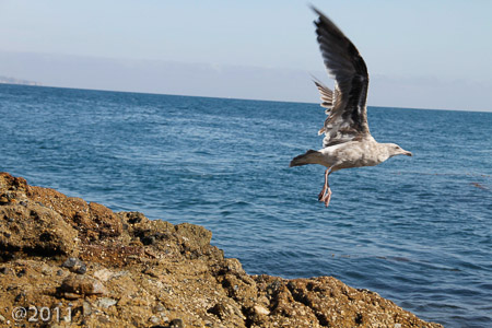 Tidal pools Pacific Ocean