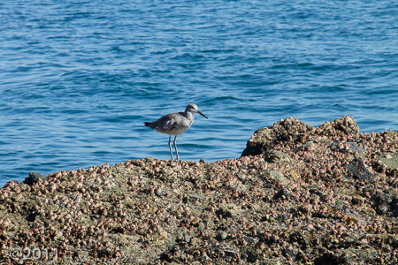 Tidal pools Pacific Ocean