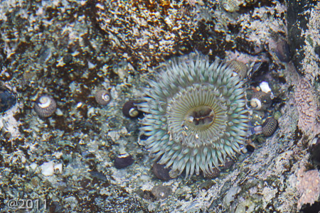 Tidal pools Pacific Ocean