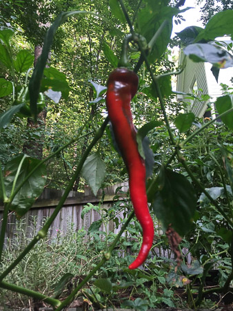 hot pepper