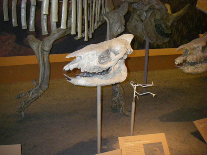 IMGP1146