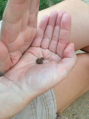 Tiny frog