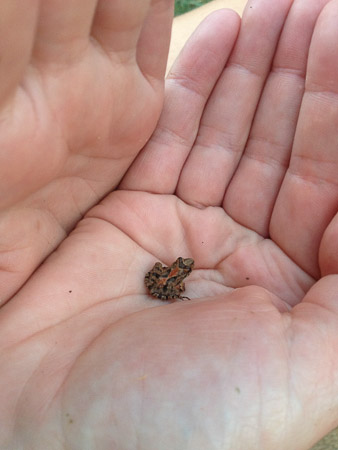 Tiny frog