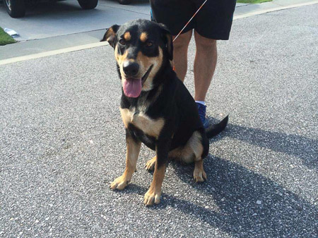 Found dog