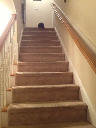 Farley at the top of the stairs  