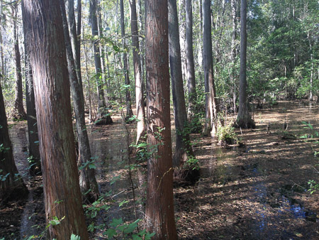 Swamp somewhere in SC...
