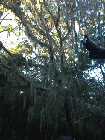Spanish Moss