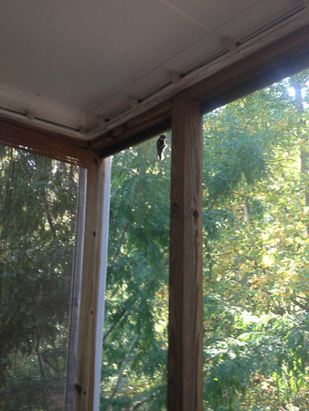 Woodpeckerr INSIDE the porch