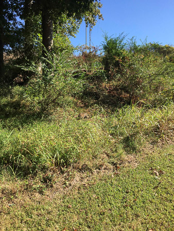 Bernie the woodchuck near Lake Raleigh
