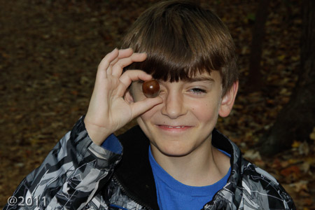 Hemlock Bluffs--the search for the biggest acorn