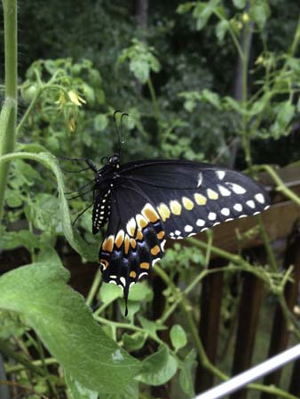 IMG_1582