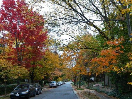 Linden Street in the Fall