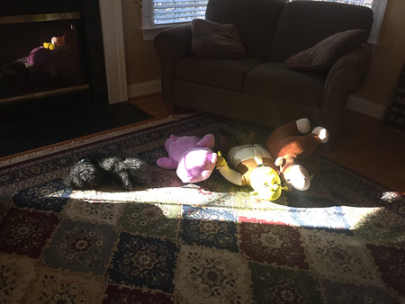 Farley and the stuffed animals in the sunbeam