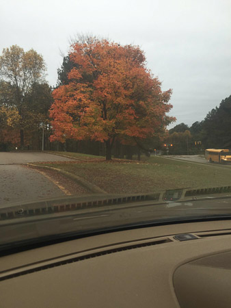 Sarah's favorite tree at FWES