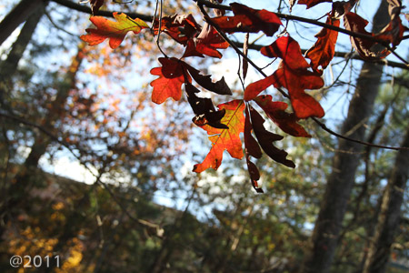 Ella's leaves picture