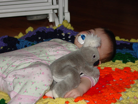 Koala snuggles