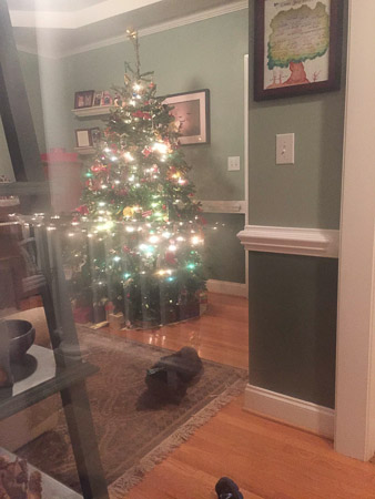 Farley by the tree